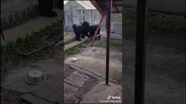 Русский Чёрный Терьер смотреть онлайн