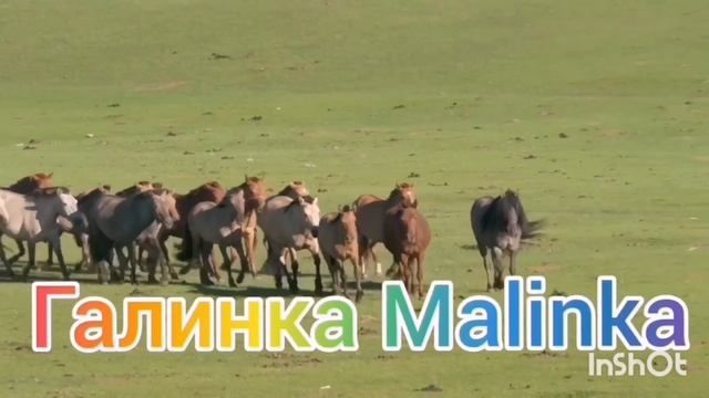 Ольга Уралочка live /Держи ухо востро/Обзор Влогов /Уралочка и Сафар / смотреть онлайн