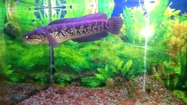 COMPILATION #stewartii #auranti #asiatica #bluepulchra смотреть онлайн