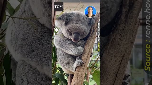 Mommy Koala Cuddles With Baby As She Falls Asleep смотреть онлайн