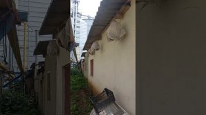 бедана сайраши пение перепела
