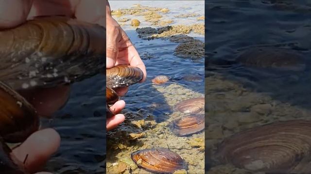 find the red clam nest and harvest смотреть онлайн