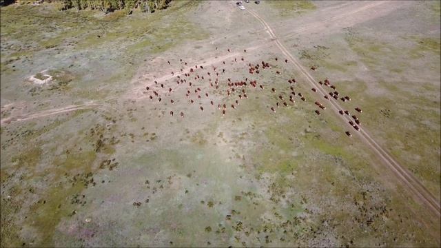 Акбасы фермы Агро Даму смотреть онлайн