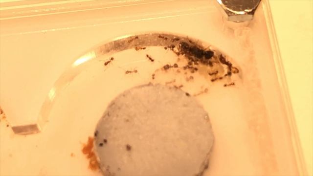Pheidole Pallidula #1 смотреть онлайн