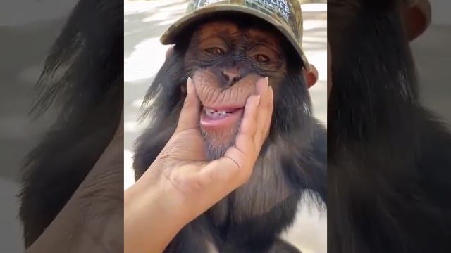Person Playing with a Monkey's Mouth #unique #shorts #orginal #monkeys смотреть онлайн