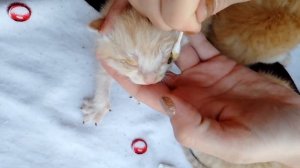 Как ухаживать за новорожденными котятами при насморке😊😊