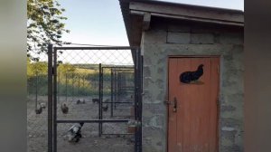 куры Суматра бойцовые куры