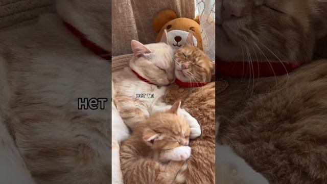 котики смотреть онлайн