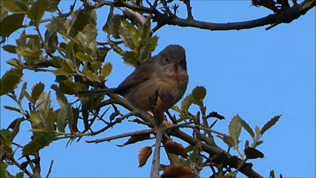 Curruca rabilarga (Sylvia undata) en Arrankudiaga смотреть онлайн