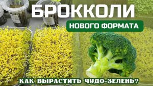 Микрозелень брокколи Инструкция по выращиванию | Народные Семена