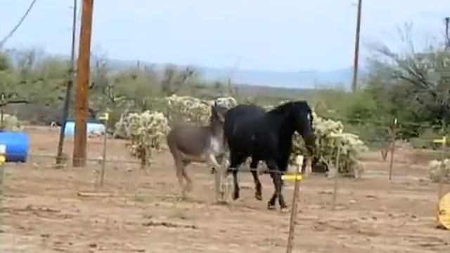 Burro en celo al ver tremenda yegua ► MIRA COMO LA PERSIGUE HASTA QUE LA CONSIGUE смотреть онлайн