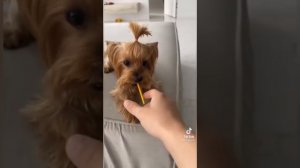 Смешные моменты Мики Пики