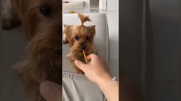 Смешные моменты Мики Пики