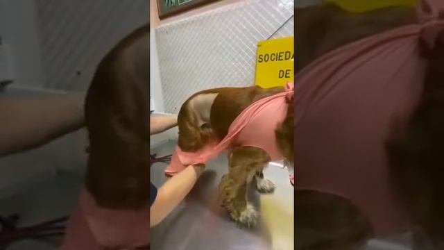 vestido postquirurgico para perros. смотреть онлайн