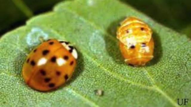 The life cycle of a beetle смотреть онлайн