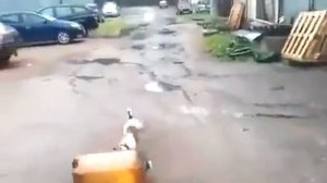 Я аж подпрыгнул! Собака и пивная кега. Поигралась до отключки...