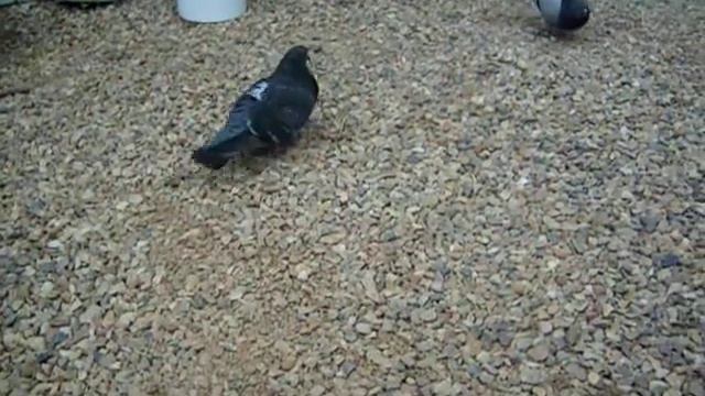 7 Голуби ручные смотреть онлайн