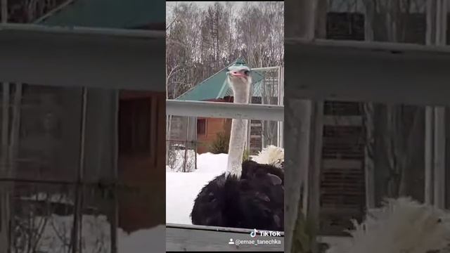 Страус в дольче🤣🤣🤣❤❤❤ смотреть онлайн