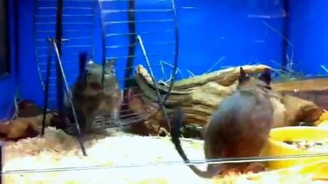 Забег грызунов смотреть онлайн