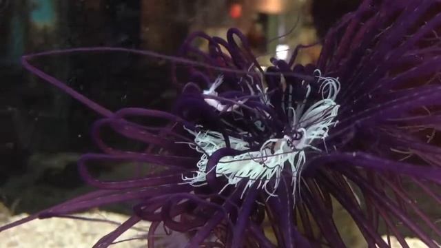 Anemone feeding смотреть онлайн