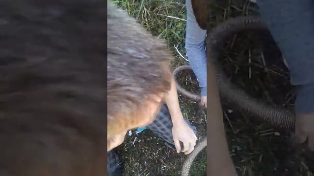 Купаты на углях смотреть онлайн