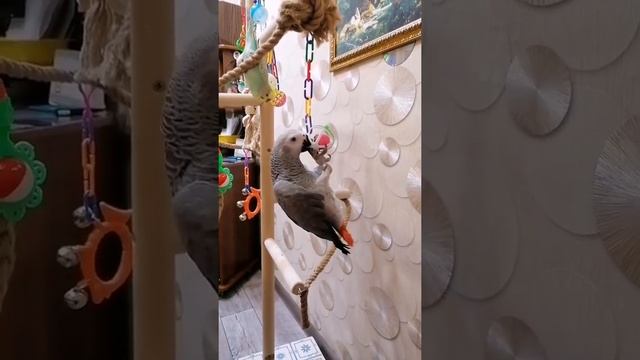Говорящий попугай жако Алиса и волнистик Тоша развлекаются на стенде смотреть онлайн