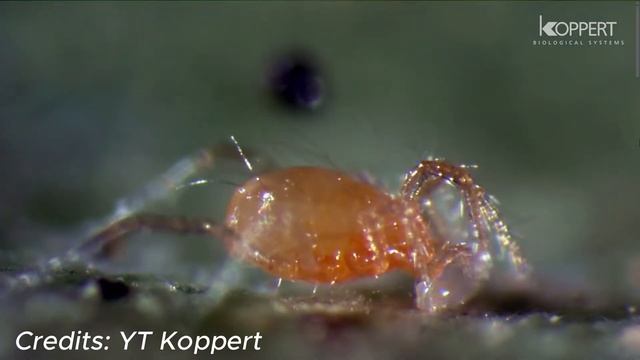 Effective Biological Control Methods for Two-Spotted Spider Mites. смотреть онлайн
