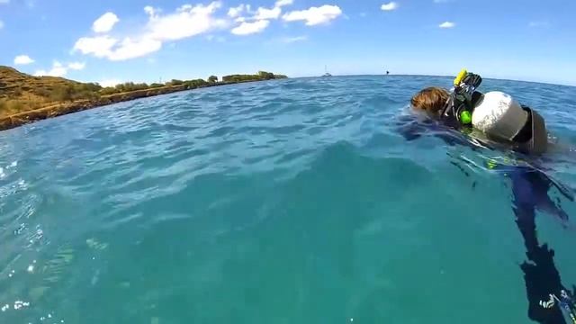 Swimming With Dolphins