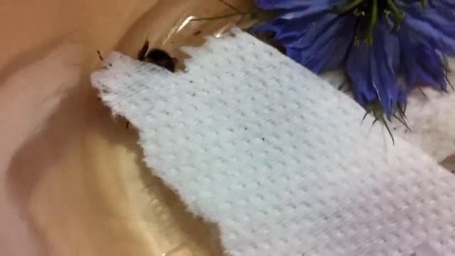 Holly bumblebee after feeding смотреть онлайн