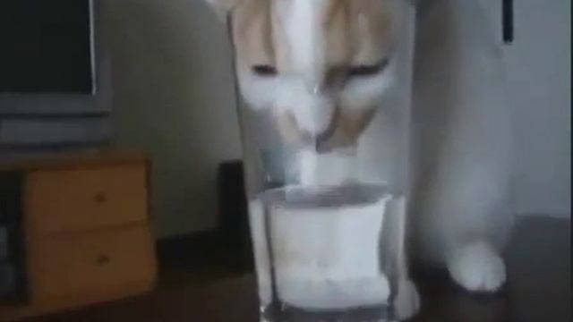 Funny Cats Приколы с кошками смотреть онлайн
