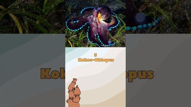 Top 10 der ungewöhnlichsten Kraken #top #kraken #videofürkinder смотреть онлайн