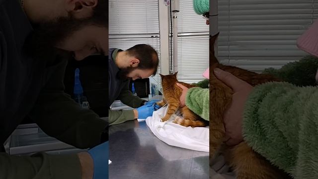 Маркизу сегодня в Ветеринарную клинику носили на обследование, кровь на анализы взяли у неё смотреть онлайн