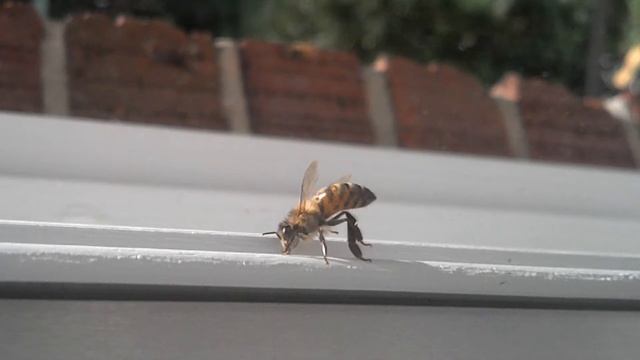 Grooming bee смотреть онлайн