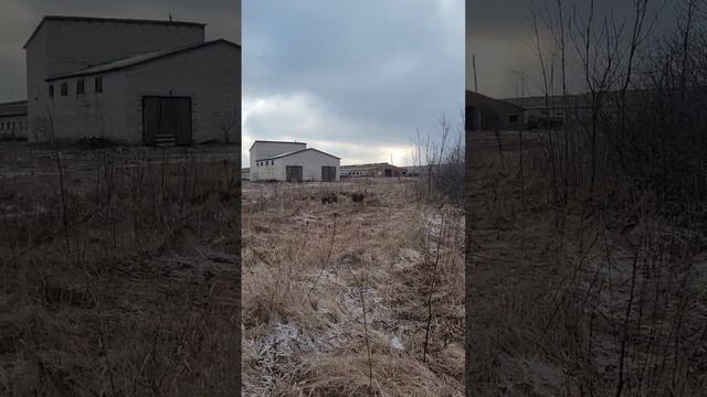 Дикие кабаны смотреть онлайн