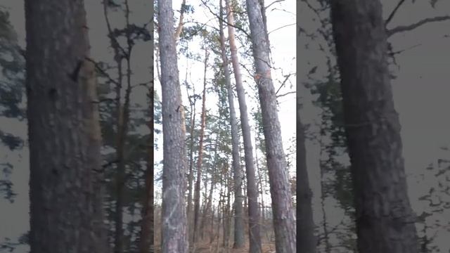 ДОГНАЛ ЛОСЯ ПО ЛЕСУ смотреть онлайн