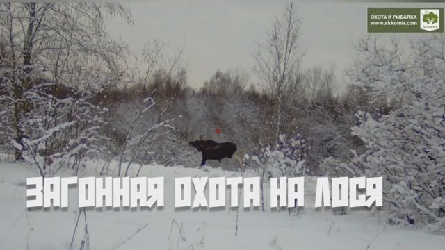 Загонная охота на лося в сезоне 2024-2025 г. Бычок уже сбросил рога. +18 смотреть онлайн