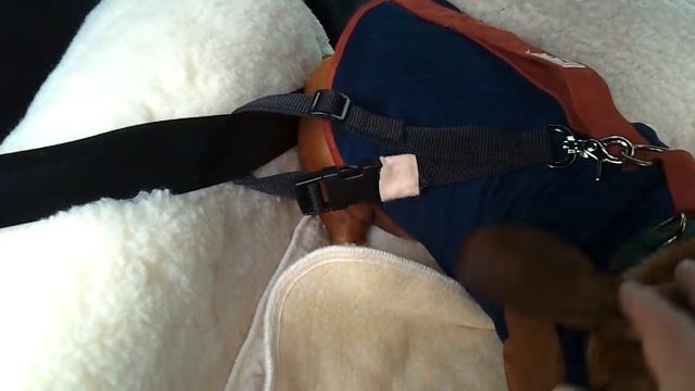 Fantastic Lookout 2 Dog Car Seat - Demo, Safety, Discussion - Feat. Tuffy The Hot Dog (Dachshund) смотреть онлайн