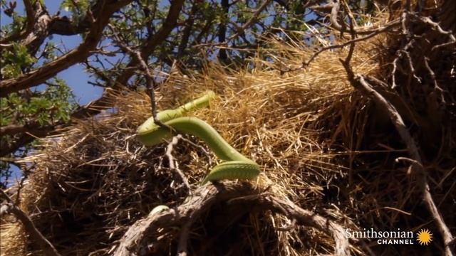 A Hungry Snake Finds a Whole Colony of Sociable Weavers смотреть онлайн