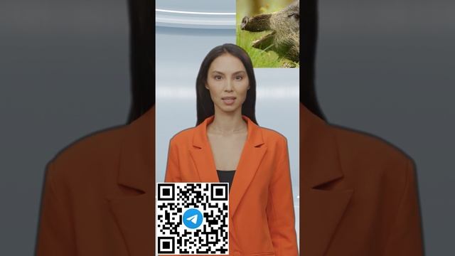 Пожрут все посевы: калининградских кабанов будут отстреливать #shorts смотреть онлайн