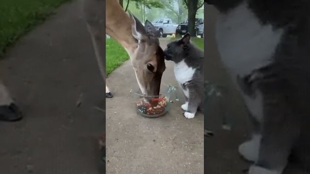 едим с одной чашки. смотреть онлайн