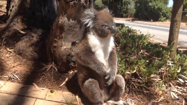 коалу обидели. как плачет коалу 💖 смотреть онлайн