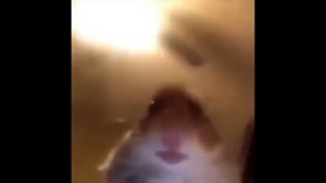 Хомяк звонит оригинал мем