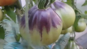 Сорт томата Синяя груша 06,08,23