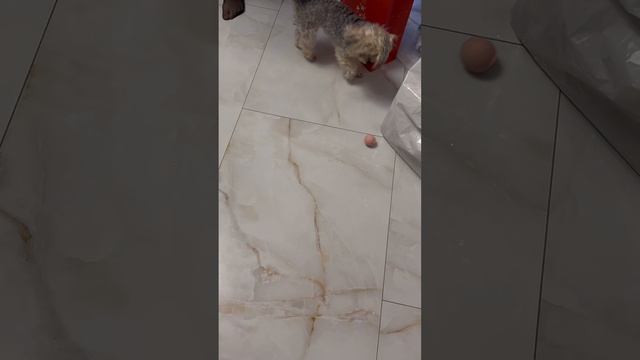 Распаковка подарков Микки 🐶