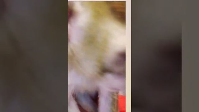 яванская макака Яша 🐒❤️ смотреть онлайн