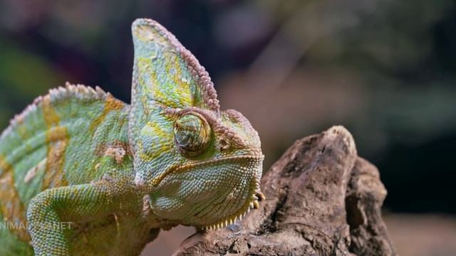 Top 5 colourful chameleon in this video смотреть онлайн