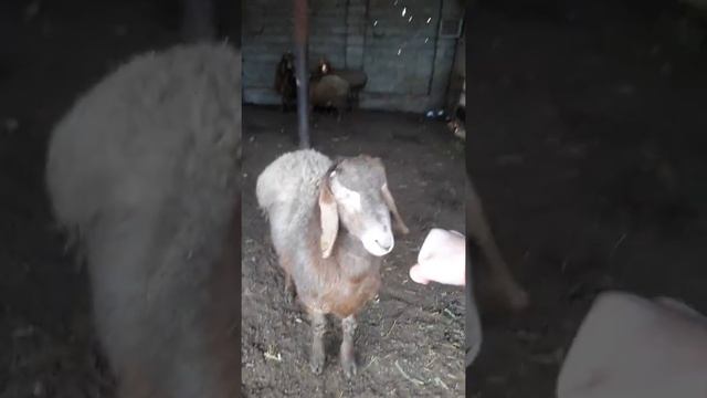 Бадание барана смотреть онлайн