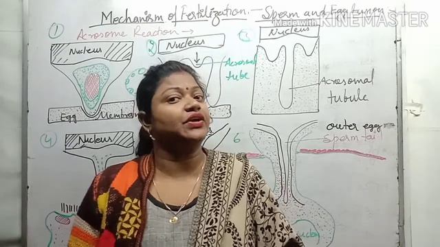 Egg cell Membrane and Fertilization Part 2 a Competetive approach for BSc MSc NEET CSIR students смотреть онлайн