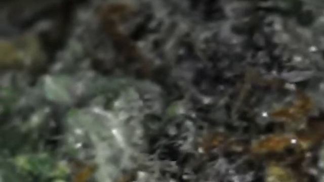 Trichomes смотреть онлайн