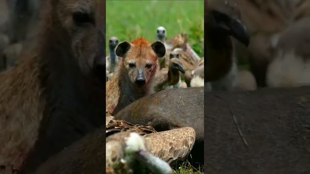 Why Vultures are Dying❗ #shorts смотреть онлайн